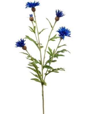 Centaurea spray blue W16 H60 см