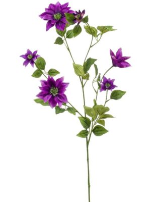 Clematis spray purple W27 H110 см
