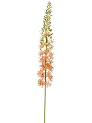Eremurus spray peach W10 H105 см