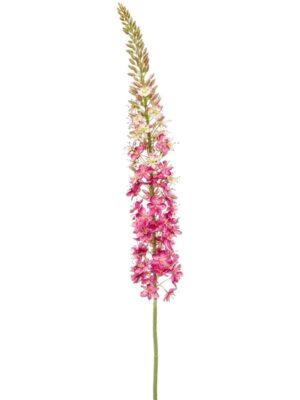 Eremurus xl spray pink W11 H130 см