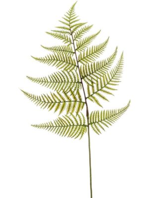 Fern spray green W28 H80 см