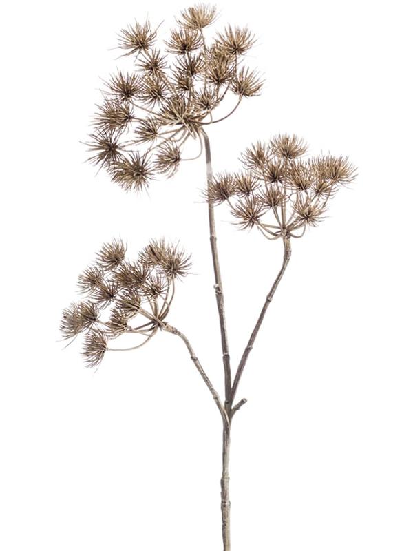 Heracleum branch light brown W24 H102 см