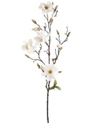 Magnolia wild spray cream W16 H75 см