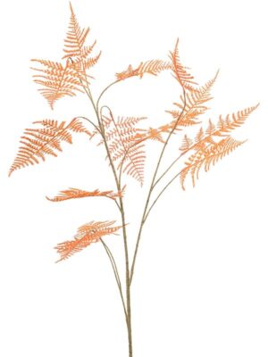 Asparagus orange W50 H135 см