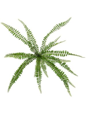 Biophytum fern bush (18 lvs. fr) W50 H40 см