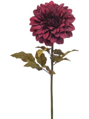 Dahlia giant burgundy W22 H95 см
