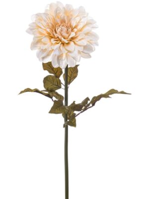 Dahlia giant cream W22 H95 см