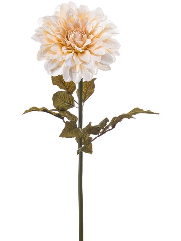 Dahlia giant cream W22 H95 см