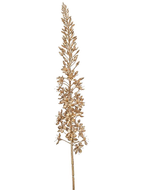 Eremurus gold W10 H105 см