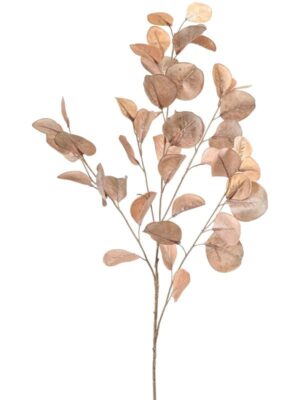 Eucalyptus beige W30 H93 см