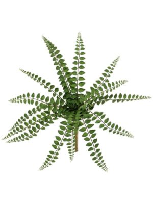 Fern pellaea busch (15 lvs. fr) W45 H36 см