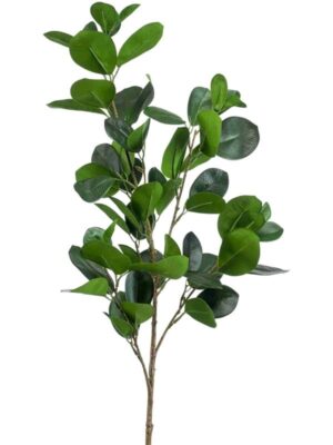 Ficus panda spray green W18 H90 см