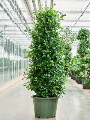Фикус Микрокарпа Мокламе H200 D30 см