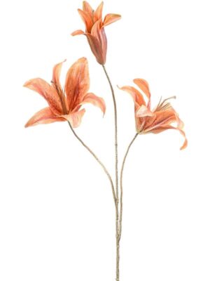 Lily coral W30 H80 см