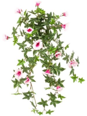 Morning glory pink hanging bush (uv) W25 H65 см