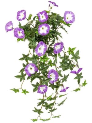 Morning glory purple hanging bush (uv) W25 H65 см