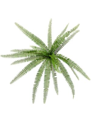 Nephrolepis fern busch (18 lvs. fr) W80 H62 см