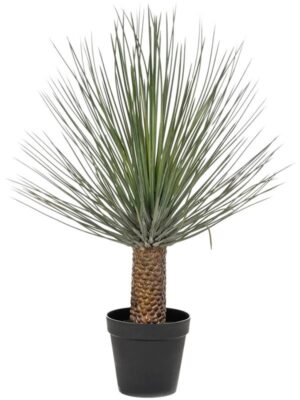 Nolina plant W85 H120 см