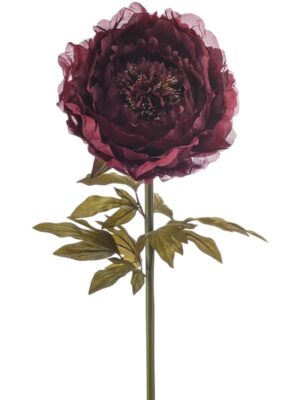 Peony giant burgundy (knock-down) W25 H115 см