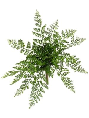 Rumohra fern bush (12 lvs. fr) W35 H32 см