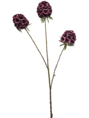 Scabiosa burgundy W15 H72 см