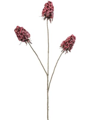 Scabiosa fuchsia W20 H87 см