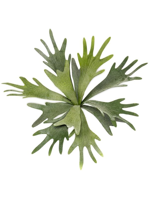 Staghorn busch (fr) W35 H35 см