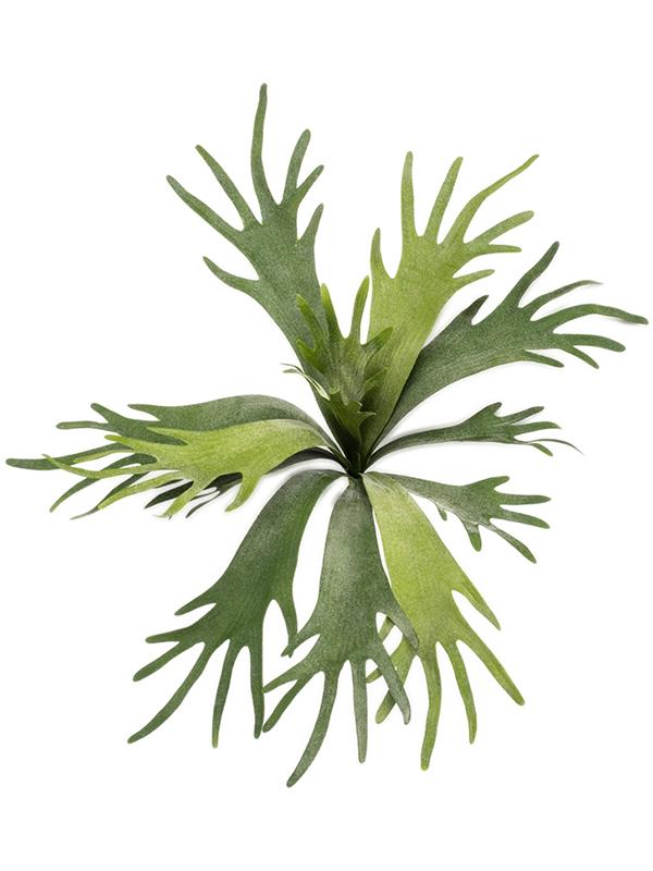 Staghorn busch (fr) W55 H50 см