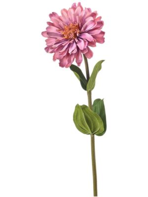 Zinnia old pink W11 H55 см