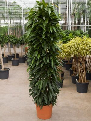 Фикус Биннедика Амстел Кинг колонна H220 D40 см