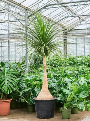 Нолина Рекурвата (Бокарнея отогнутая) H260 D44 см
