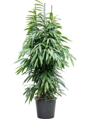 Фикус Бенедикта Амстел Кинг H210 D45 см