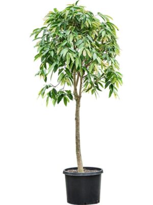 Фикус Бенедикта Амстел Кинг H350 D55 см