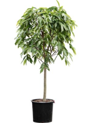 Фикус Бенедикта Амстел Кинг H220 D44 см