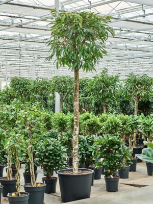 Фикус Бенедикта Амстел Кинг H325 D65 см