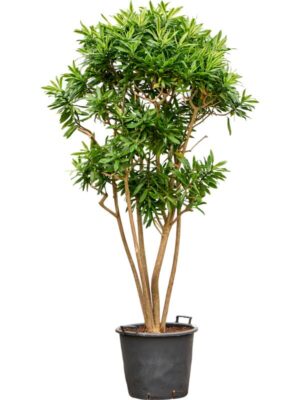 Драцена Песня Шри-Ланки H220 D50 см
