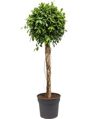 Фикус Микрокарпа Нитида H180 D38 см