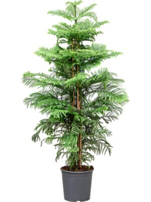 Араукария разнолистная Хетерофилла H160 D30 см