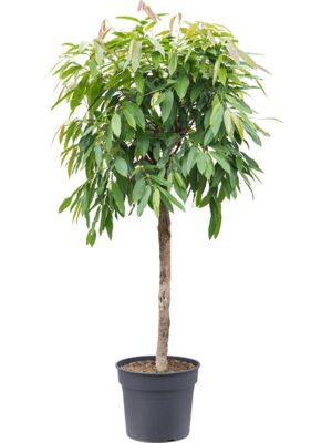Фикус Бенедикта Амстел Кинг H150 D34 см