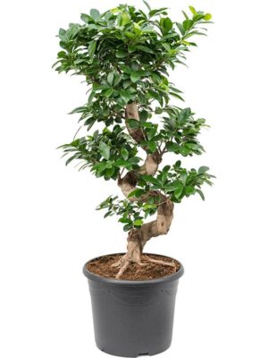 Фикус Микрокарпа Компакта бонсай H90 D30 см