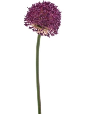 Allium spray purple W10 H85 см