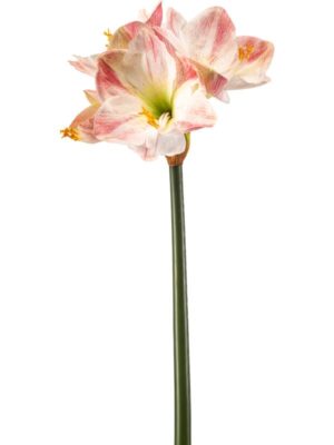 Amaryllis pink rt H62 см