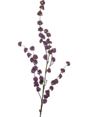 Callicarpa purple H125 см