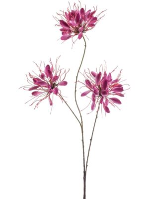 Cleome spray beauty W25 H93 см