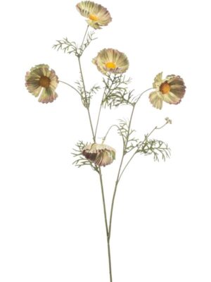 Cosmos spray green W18 H70 см