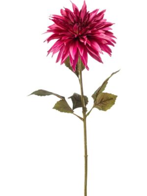 Dahlia beauty H70 см
