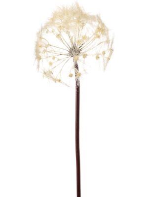 Dandelion cream H91 см