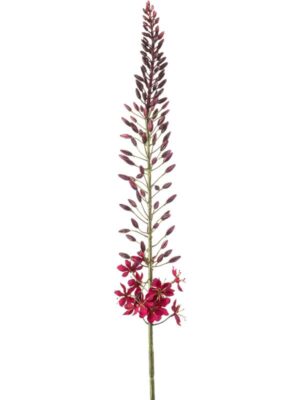 Eremurus burgundy H108 см