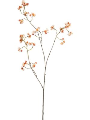 Euonymus cream/orange H90 см