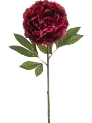 Peony beauty H77 см